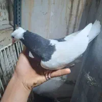 کفترپرشی|پرنده|قم, چهل درخت‎|دیوار