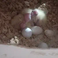 عروس هلندی مولد