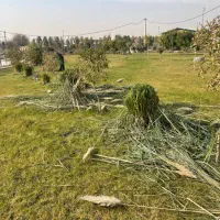 هرس درخت کود و شخم زنی|خدمات باغبانی و درختکاری|تهران, گیشا|دیوار