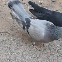 کبوتر معاوضه