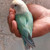 طوطی برزیلی کوتوله اوپال نر مست|پرنده|قم, شهرک فاطمیه|دیوار