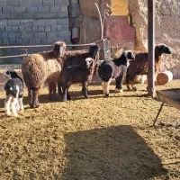 شیشک بره دار