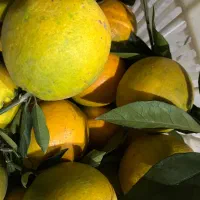 تامسون (انواع مرکبات)