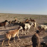باختره