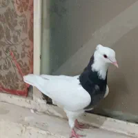کبوتر|پرنده|اهواز, زرگان|دیوار