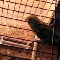 یک جفت مرغ عشق جوان|پرنده|باقرشهر, |دیوار