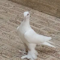 کبوتر لوطی بالامخصوص خاصا بازلار نوک جمع ایری گوز