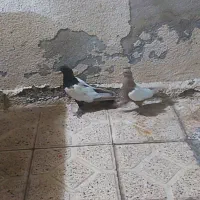 کفتر