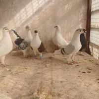 چپ ساده قلدور|پرنده|شاندیز, |دیوار