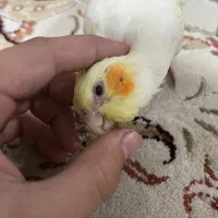 جوجه عروس هلندی دستی