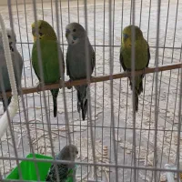 سلام. چهار عدد مرغ عشق|پرنده|جوانرود, |دیوار