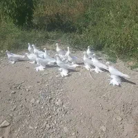 12عدد لوتی از نژاد اویناخ اهر