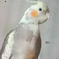 گم شده