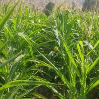 فروش ذرت علوفه ای ۲ هکتار  آماده بردشت