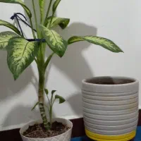 دو عدد گلدان و گل