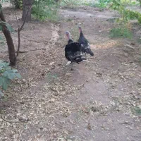 بوقلمون جفت مولد|حیوانات مزرعه|کرج, بنیاد|دیوار