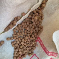 غذای ماهی|ماهی|کاشمر, |دیوار