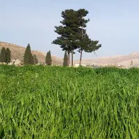 1500-متر-باغ-گروه-یک