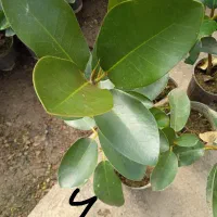 گل گلدان گل