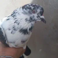 شوط