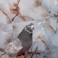 یک جفت کفتر