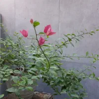 گل کاغذی|گل و گیاه طبیعی|تهران, شمیراننو|دیوار