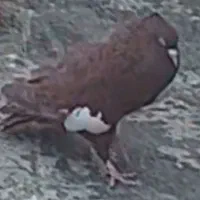 گم شده کبوتر سرک  سرخ