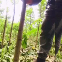 فروش انواع نهال