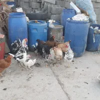 خروس