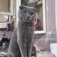گربه اسکاتیش فولد بلو نر «گوش فولد واقعی»|گربه|کرمان, |دیوار