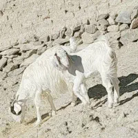 گوسفند|حیوانات مزرعه|سراوان, |دیوار