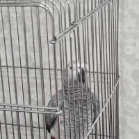 کاسکو دم قرمزی|پرنده|همدان, |دیوار