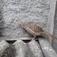 مرغ|حیوانات مزرعه|رشت, جماران|دیوار