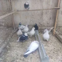 حیوان عشق بازی|پرنده|خمینی‌شهر, |دیوار