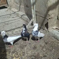 ۲جفت طوقی و‌خوشرنگ سیاه ماده