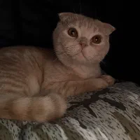اسکاتیش ۳ ماهه نر شناسنامه دار با تمام وسایل و غذا