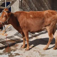 گاو قرمزگوساله ماده دورگه|حیوانات مزرعه|بروجرد, |دیوار