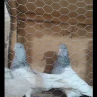 کله ای مامله با