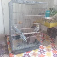 عروس هلندی یک جفت مرغ عشق هم یک جفت