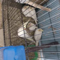 جوجه عروس هلندی و مرغ عشق پروانه ای