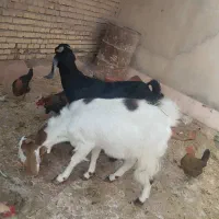 اسباب بازی بز گوسفند برقی