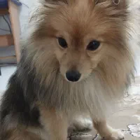 پامر روباهی نر نژاد خالص