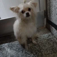 سگ پامر|سگ|قم, زاویه|دیوار