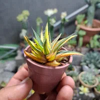 گل،آبنما|گل و گیاه طبیعی|نیشابور, شهرک ولیعصر|دیوار