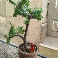 خرفه بنسای جید