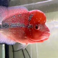 ماهی فلاور|ماهی|پاکدشت, پاکدشت (مامازند)|دیوار