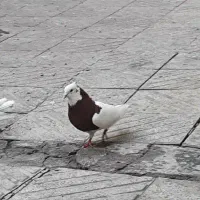 کفتر|پرنده|تبریز, |دیوار