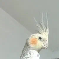 پرنده عروس گمشده