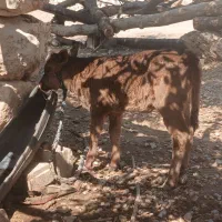 ....|حیوانات مزرعه|اندیکا, |دیوار