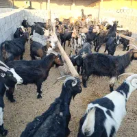 بز جوان شکم اول  آبستن سر زا